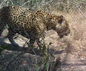 jaguar